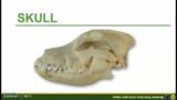 Skeletal System (Part 2) – Bones of the head